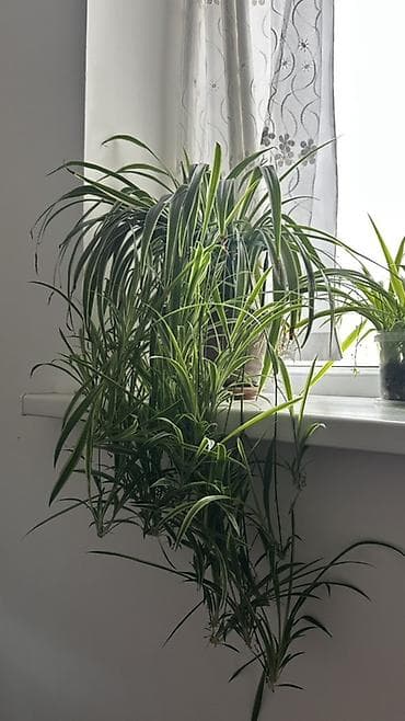 детк: Хлорофитум (Chlorophytum comosum) с пестрыми листьями. Куст с длинными — 3