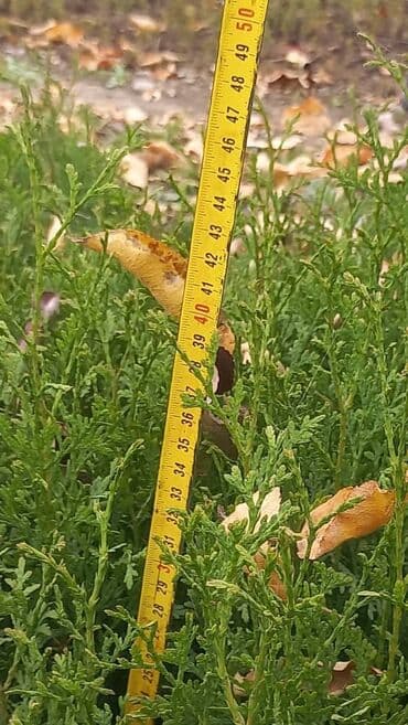 семена адениума купить: Көчөттөр дарактардын: Туялар, Акысыз жеткирүү, Өзү алып кетүү, Акылуу жеткирүү — 4