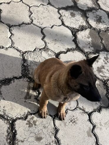 грумер бишкек цена: Щенок породы, малинуа (бельгийская овчарка) — 3