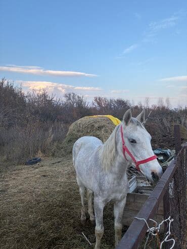 продажа пчёл: Сатам | Байтал | Ат спорту — 22