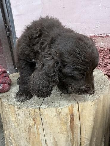 охотничьи собака: 5 замечательных Щенков ( 2 месяца ) Спаниеля (охотничья порода ) — 8