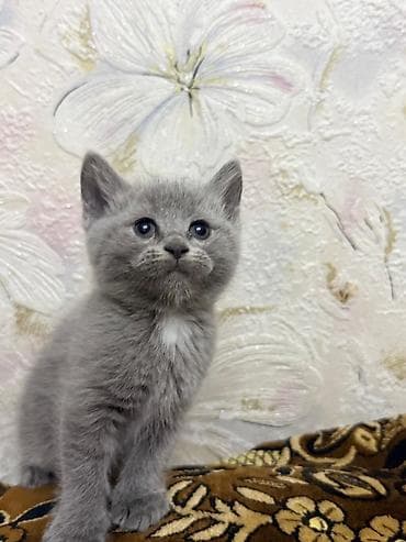 шотландский скоттиш страйт: Скотиш Страйт (Шотландская прямоухая), 2 месяца, Мальчик, Серый, Приучена к лотку — 1