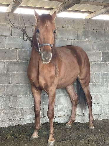 лошади токмак: Продаю | Жеребец | Полукровка | Для разведения, Конный спорт — 4