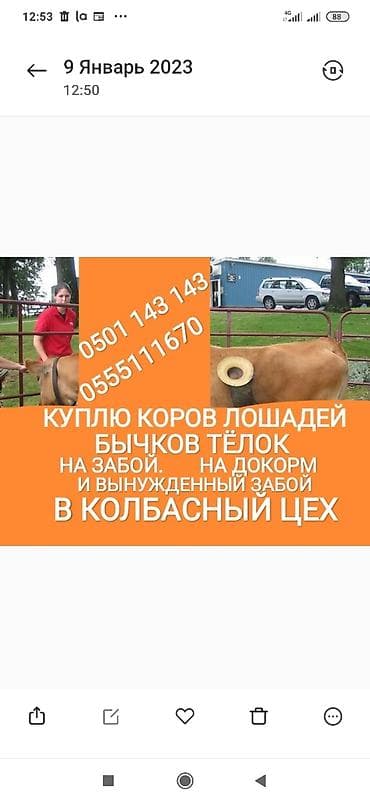 Частное лицо, Колбасный цех : Коровы, быки, Лошади, кони, | Круглосуточно, Любое состояние, Забитый