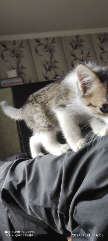 леопардовый кот: Кошка даром: Беспородная, Мальчик — 4