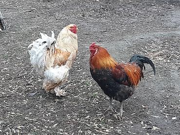 Услуги ветеринара: Продаю | Петух | Брама | Для разведения — 2