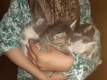 токмок кошка: Котята, помёт из 4 малышей. - Возраст: примерно 1–2 месяца (по фото — 7