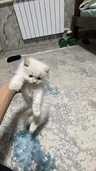 канадский сфинкс цена: 2 месяца, Девочка, Белый, Приучена к лотку — 4