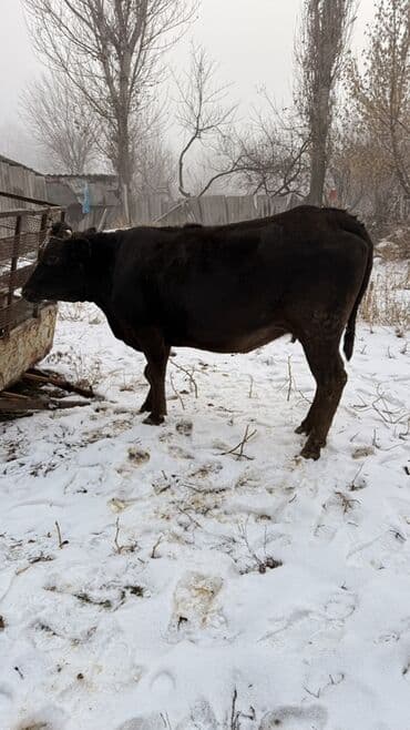 питбуль сколько стоит: Продаю | Тёлка | На откорм | Привязанные — 6