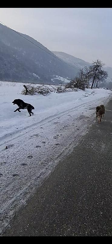 собаки продажа: . абориген. старотипная средниазиатская Щенки крупной рабочей породы — 8