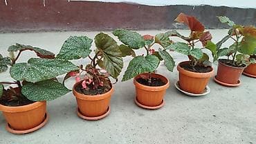 Бегониялар: Бегония макулата (Begonia maculata) в горшках - — 1
