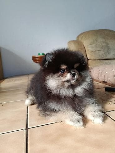 кыргыз тайган ит: Щенок шпиц (померанский тип), окрас — черно-подпалый (black & — 5