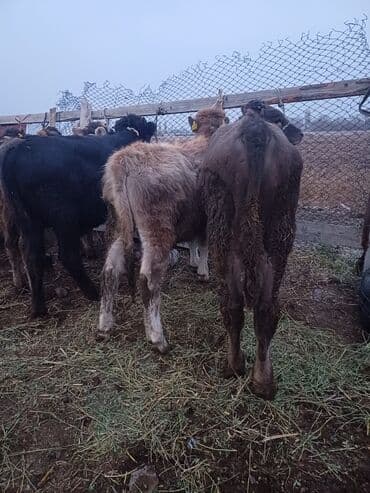 Иттер: Сатам | Музоо | Аргын | Бордоп семиртүү үчүн | Байланган — 4