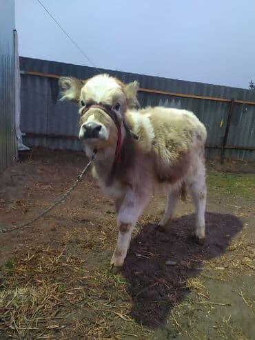 животные для дома: Продаю | Тёлка | Полукровка, Ангус | На откорм | Привязанные — 2