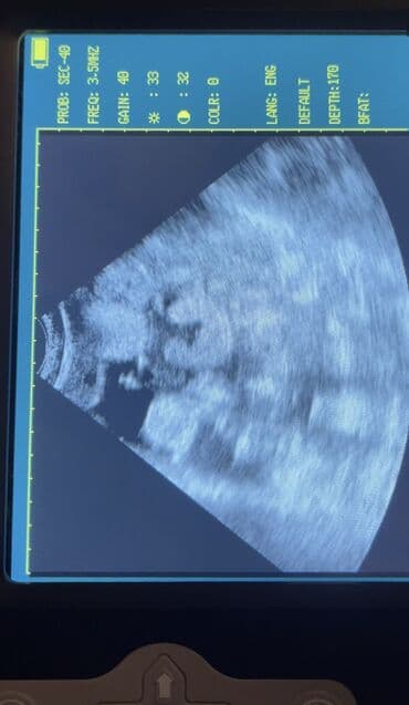 стрижка кошек с выездом на дом: Ветеринардык врач …! Ветеринарный врач …! Узи🐄🐎🐑🐐🐕🐈 Бодо малга — 1