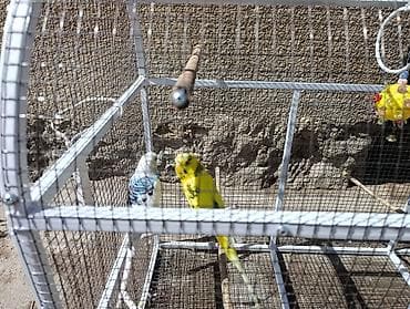 Все для дома и сада: Защитные сетки от птиц — 1