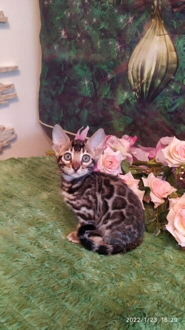 куда можно отдать собаку в бишкеке: Бенгальская, 2 месяца, Девочка — 11