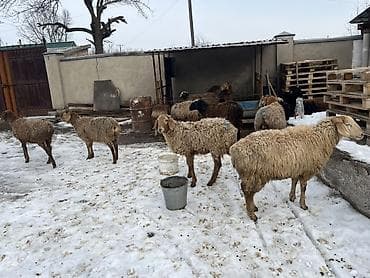 Продаю | Ягненок | Для разведения | Матка at lalafo.kg Продаю | Ягненок | Для разведения | Матка