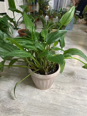 искусственные цветы оптом бишкек: Комнатные растения Цена за каждый цветок по вопросам звоните по номеру — 2
