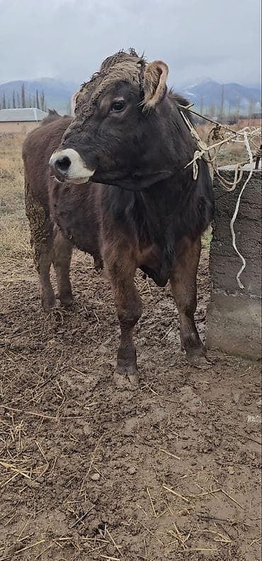 Животные: Продаю | Тёлка, Музоо, торпок, Корова (самка) | Швицкая | Для разведения, Для молока | Племенные — 1