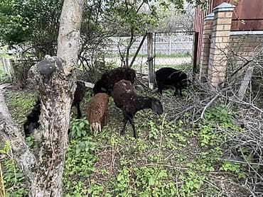 продажа домашних животных: Продаю | Овца (самка) | Для разведения — 4