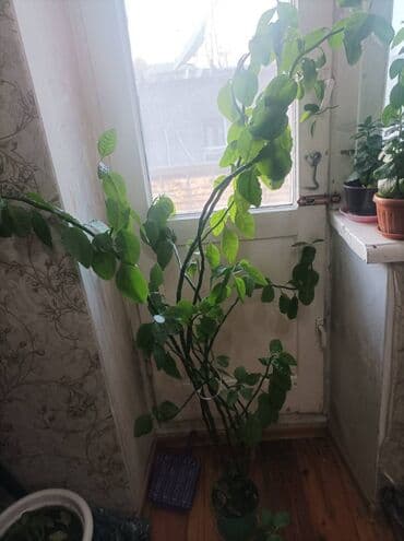 Гул сатылат. Келишим баада