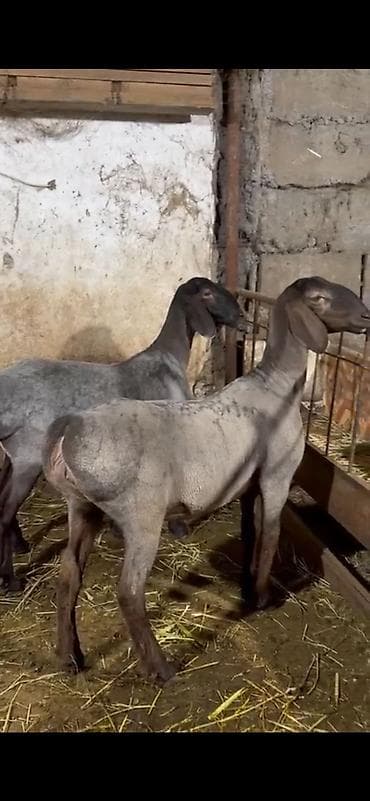 кролики декоративные купить: Продаю | Овца (самка) | Арашан | Для разведения | Ярка — 4