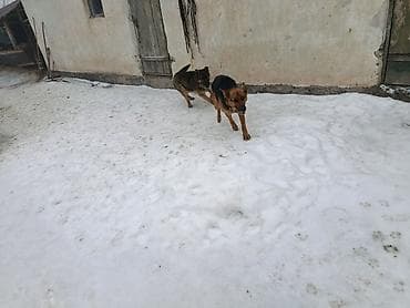 Мышыктар: Немецская овчарка среднего-крупного размера. Короткошёрстные, с — 4