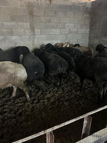 умут сут: Сатам | Ургаачы кой (ургаачы) | Көбөйтүү үчүн | Ургаачы — 3