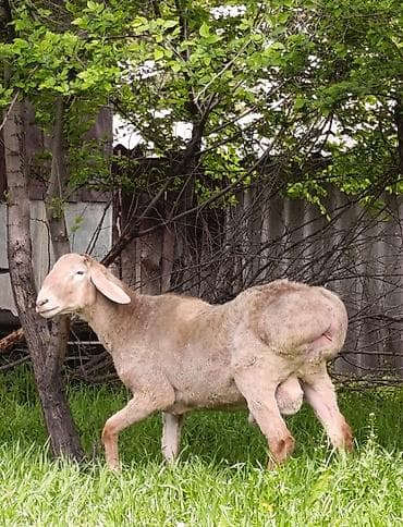 осеменитель: Продаю | Баран (самец) | Арашан | Для разведения | Осеменитель — 3