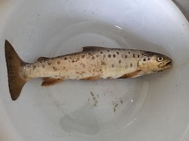 кой козулу: Форель (речная/пеструшка), неразделанная. - Целая тушка с характерной — 1
