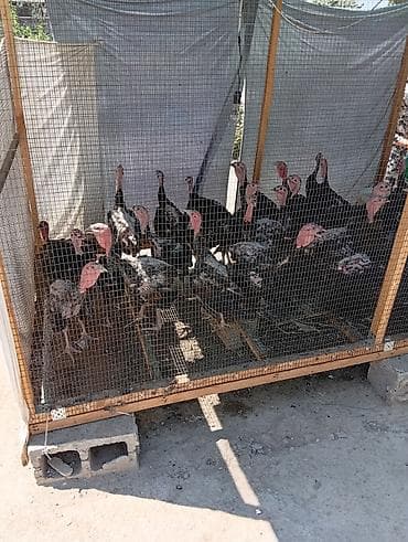 Продаю | Индюшата | Для разведения