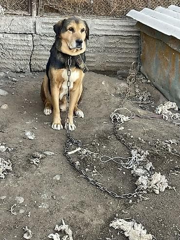 Собака крупного размера, гладкошерстная, окрас рыже‑чёрный с белыми