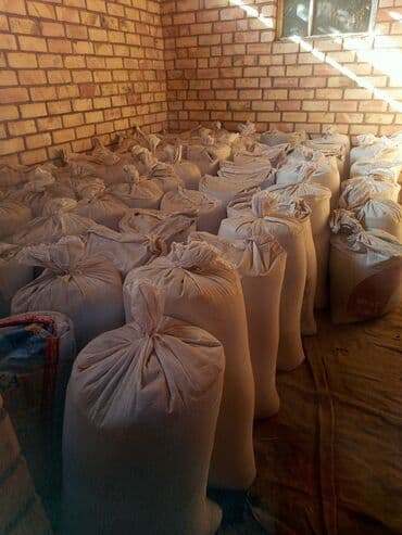 туя купить бишкек: ПРОДАЕТСЯ БЕДЕ УРУК — 2