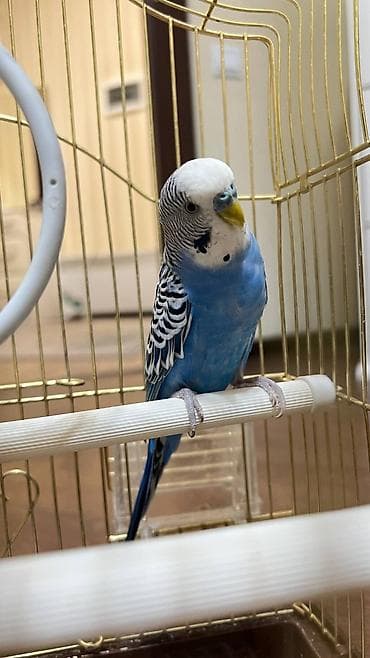 салкын бешик: Волнистые попугаи с клеткой и аксессуарами. Состав набора: - 2 — 5