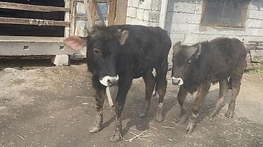 карова сементал: Продаю | Тёлка | Полукровка | На откорм — 10
