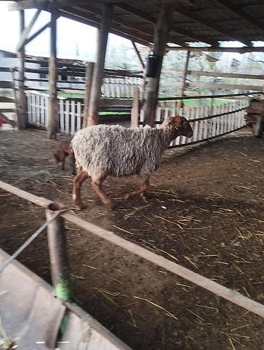 кой эдилбай: 3шт кой — 5