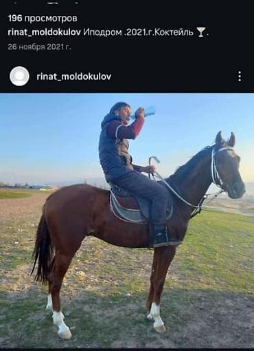 купить паука: Продаю | Конь (самец) — 4