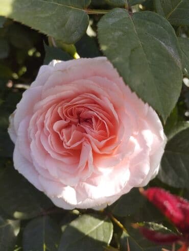 декоративные растения: Около 300 видов Саженцы садовых роз (разные сорта и окраски) - — 6