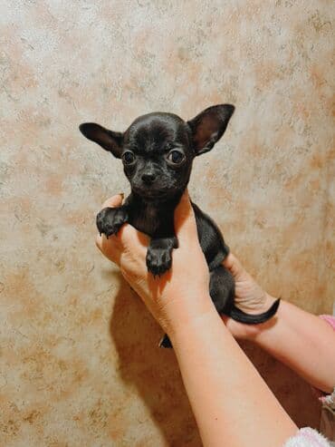 боп ит купить в бишкеке: Миниатюрный щенок чихуахуа шоколадного окраса. - Компактный формат — 1