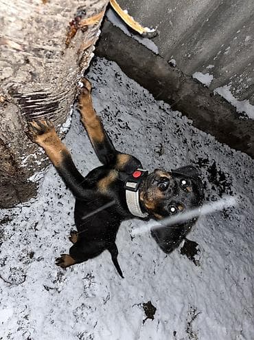 передержка для собак: 🐕 ДРЕССИРОВКА СОБАК | ГАРАНТИЯ РЕЗУЛЬТАТА Хотите воспитанного и — 6