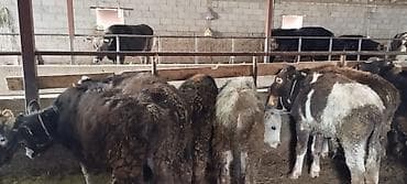 Аквариумы: Продаю | Бык (самец) | На откорм | Искусственник — 8