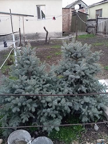 куплю лимонное дерево: Ель голубая сатылат 
рост 1.20 см 
Бишкек, Маевка — 2