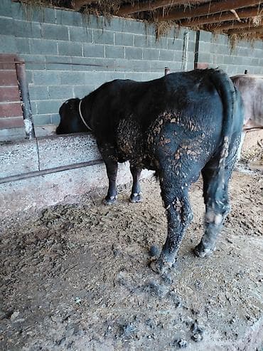 силос камбайн: Продаю | Бык (самец) | Абердин-ангус | На откорм | Привязанные — 7