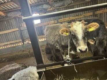 дойних коров: Продаю | Тёлка | Полукровка | На откорм | Привязанные — 7