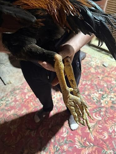 китайские бойцовые петухи: Продаю | Петух | Бойцовая | Для разведения — 5