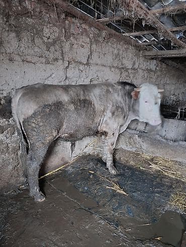 телята ангус: Продаю | Бык (самец) | На откорм | Привязанные — 1