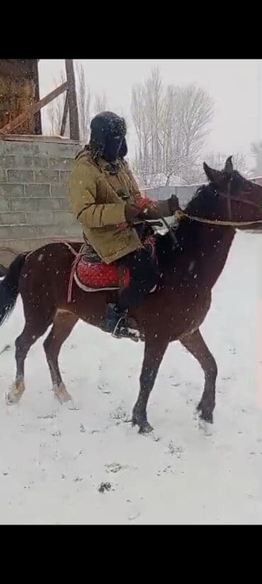 кой союп: Сатам | Байтал | Жумушка — 2