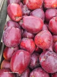 садовый вар бишкек: Яблоки оптом сорт крипсон зимние с темно-фиолетовыми (почти черными) — 11