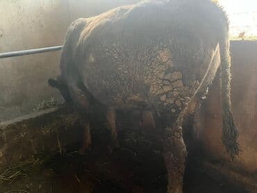 племенные коровы молочные купить: Продаю | Бык (самец) | На откорм | Племенные — 8